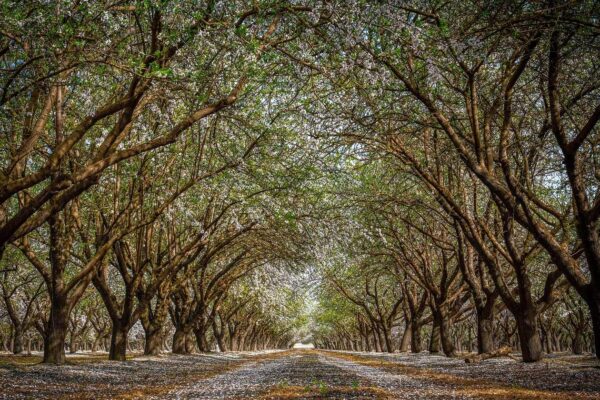 The Central Valley Outdoors: What It Actually Looks Like Out Here